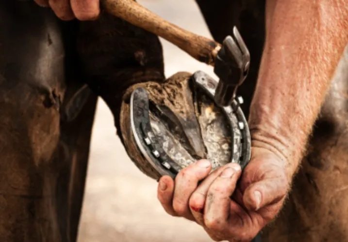 Farrier for my horse 🐴