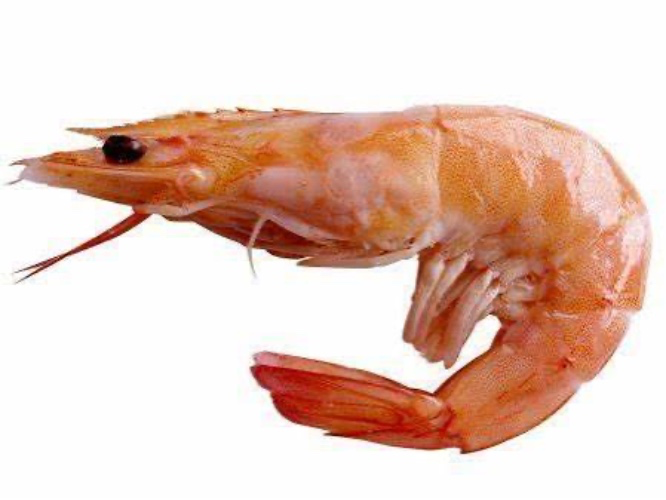 Shrimp fee