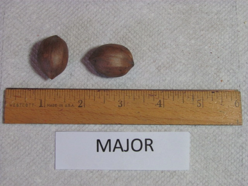 1/2 Pecan Trees: Major