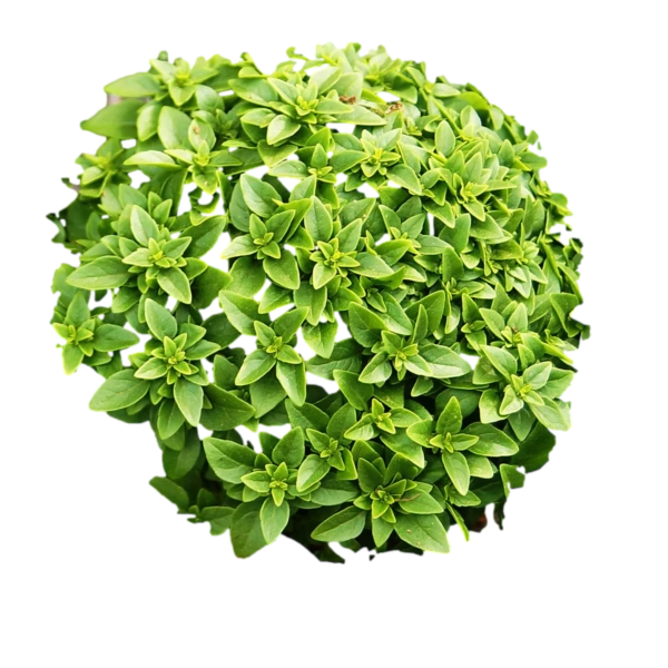 Spicy Bush Basil