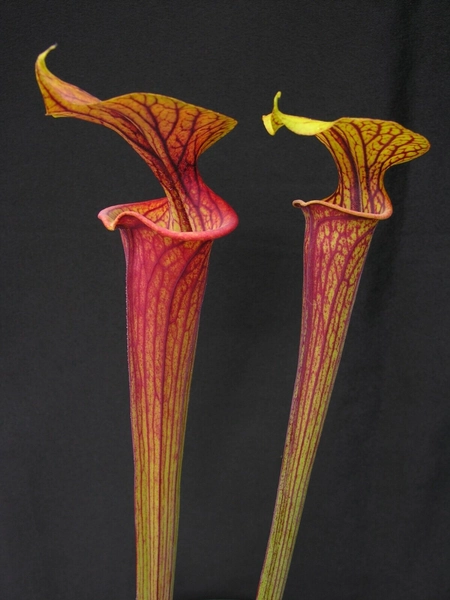 Carnivorous Sarracenia flava var ornata - Sandy Creek Road, Bay Co., FL