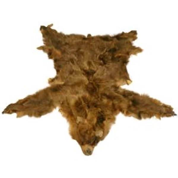 Grizzly Bear Hide #117002