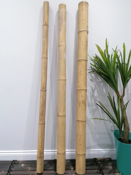 Natural Thick Bamboo Guadua Pole Cane 200cm 2m Home Garden Decoration