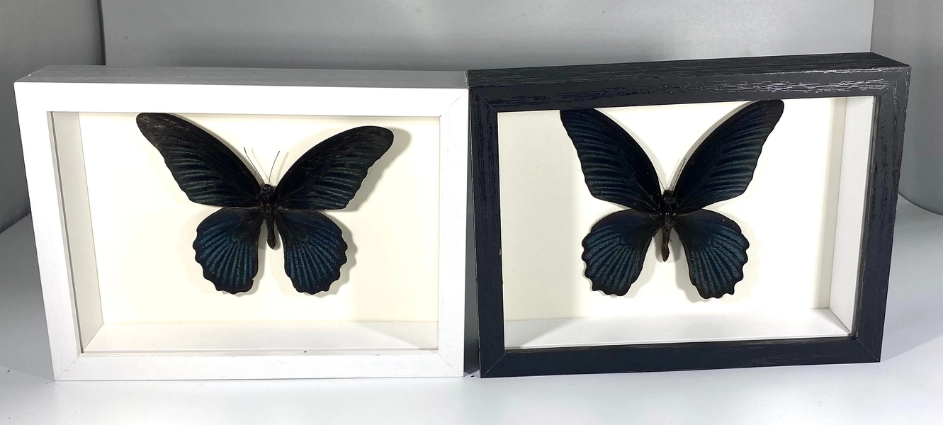 Framed black Papilio Memnom Butterfly