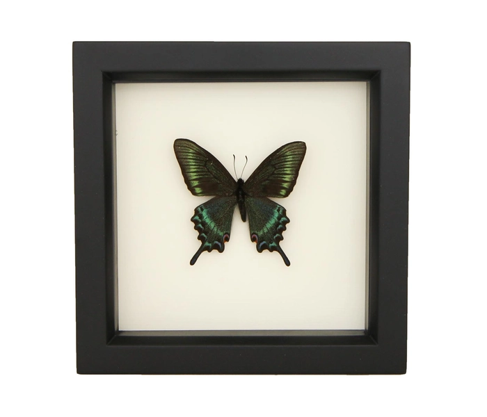 Framed Alpine Black Swallowtail (Papilio maackii)