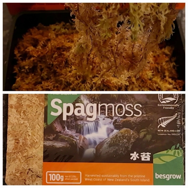 Spagmoss New Zealand. Long Fiber Sphagnum Moss. 8L Orchid Medium. Top Quality
