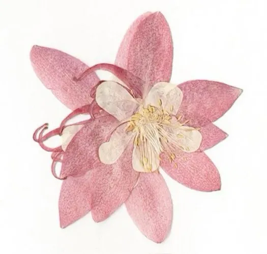 good toy ! (read description) 