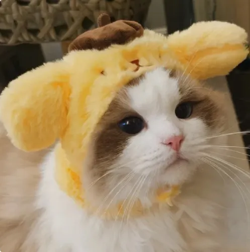 Cute Cat headwear for Leo