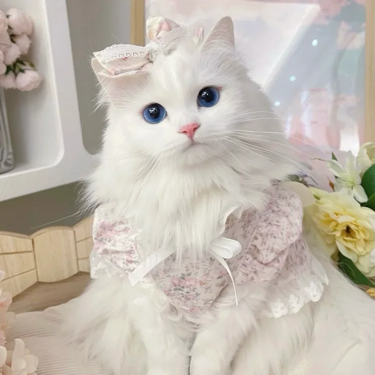 princess funds 𓈒ㅤׂ 𝜗𝜚