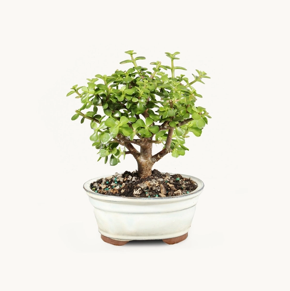 Dwarf Jade ᰔ