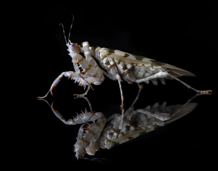 L2/3 Spiny flower mantis - Pseudocreobotr<wbr/>a wahlbergii sold as live food