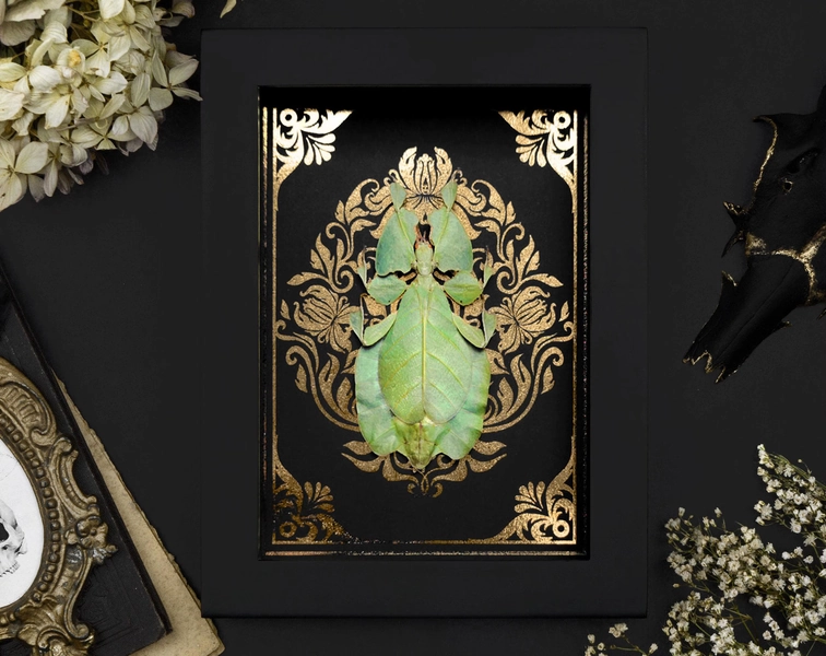 Real framed Walking Leaf Insect Phyllium Shadow Box Frame Insect Taxidermy Gold Ornament Baroque Print Oddity Gothic Witch Wall Home Decor