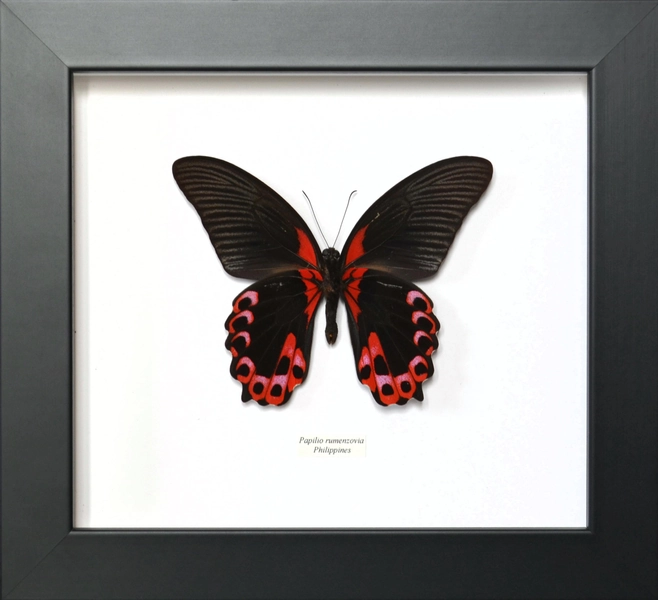 Wingspan 108mm. Large butterfly Papilio rumenzovia from the Philippines. Small natural discreet imperfections, unbeatable quality/price.