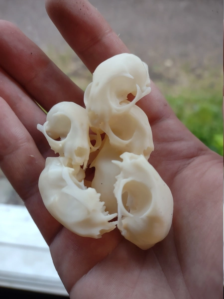 mini 1 inch cat skulls pack 6 - 100 (free shipping in  the US)