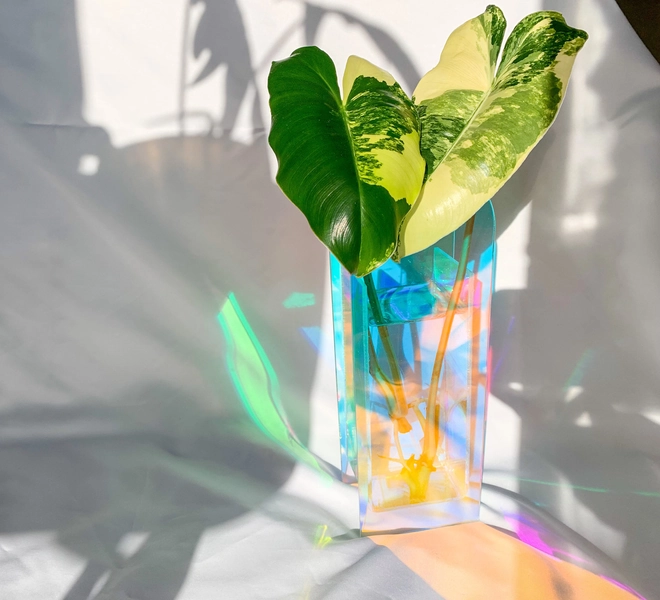 Hologram vase | Cutting station | Propagation station | Vase for dried flowers | Cuttings station | Cuttings vase | Propagation station | Decorative vase flowers
