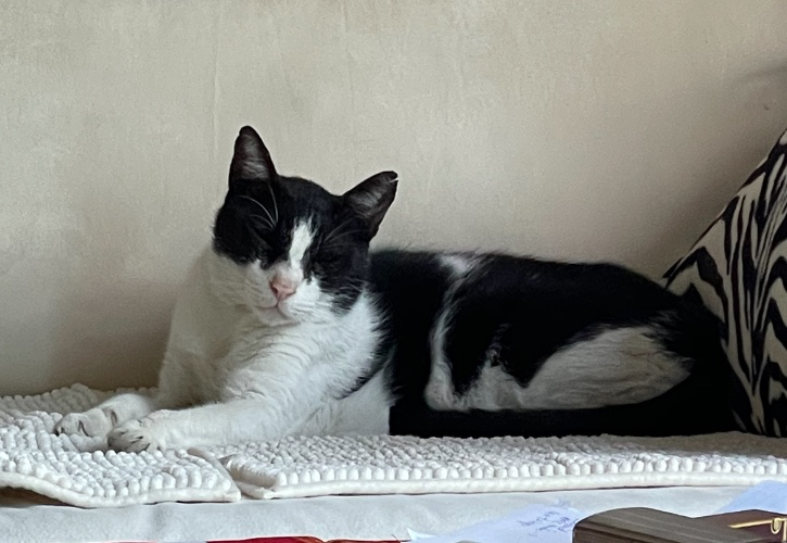 Last veterinary bill for a stray cat