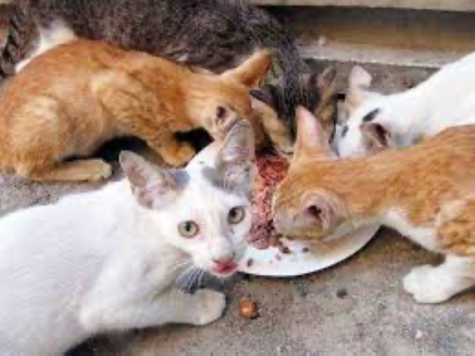 Dry food for stray cats 