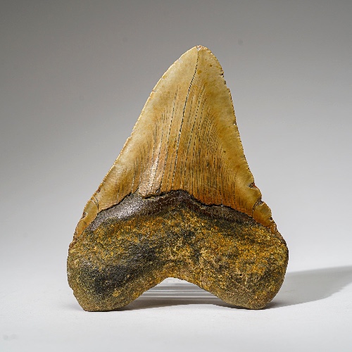 Genuine Megalodon Shark Tooth in Display Box (414 grams)