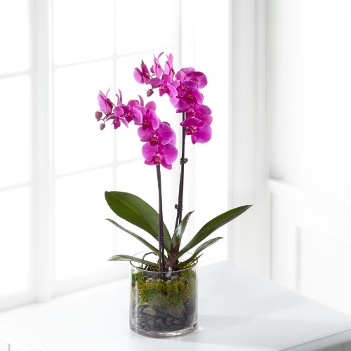 Pink Orchid Plant - Pink Orchid Plant / S5290s