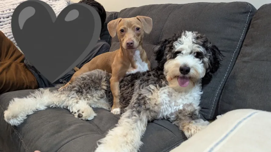 Duncan & Oscar fund!