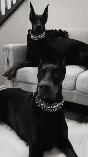 Good boy