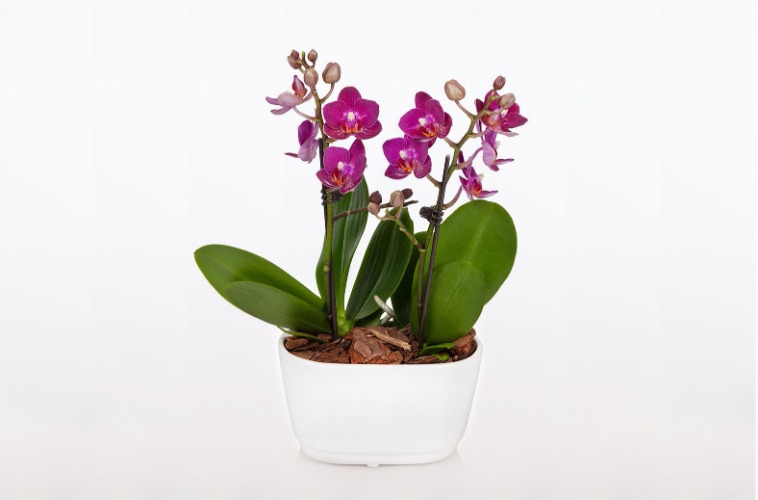 Amalfi Orchid Duo by BloomsyBox