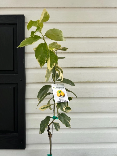 Variegated Pink Lemon Tree