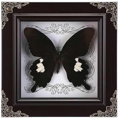 Real Butterfly Framed Handmade, Taxidermy Butterfly Shadow Box Collection, Framed Butterfly Taxidermy for Oddities and Curiosities Gifts (C_Great White Spotted Butterfly) - C_great White Spotted Butterfly
