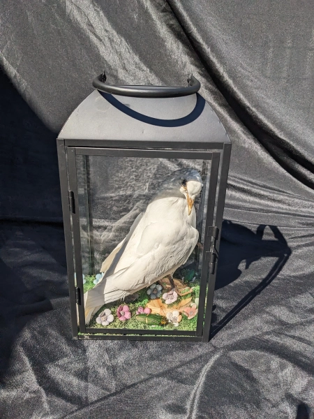 Dove Taxidermy in Lantern