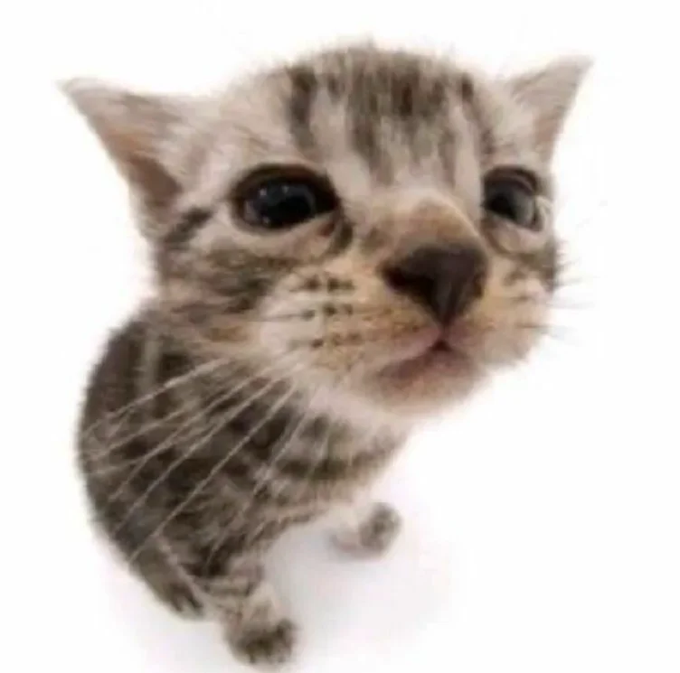 Agrade meus gatos🐈‍⬛