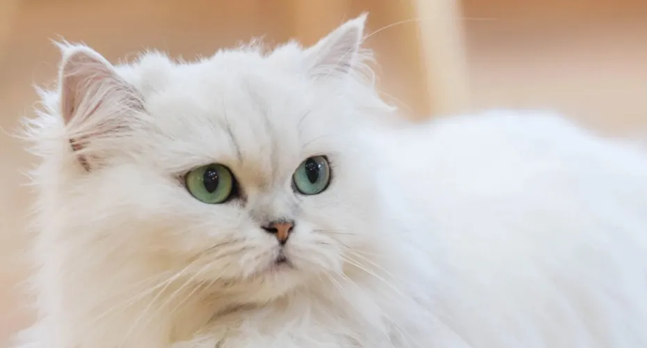 Persian Cat