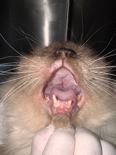 Always helping stray cats surgery and rescue !!