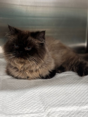 Transport expenses for strays for their new forever home