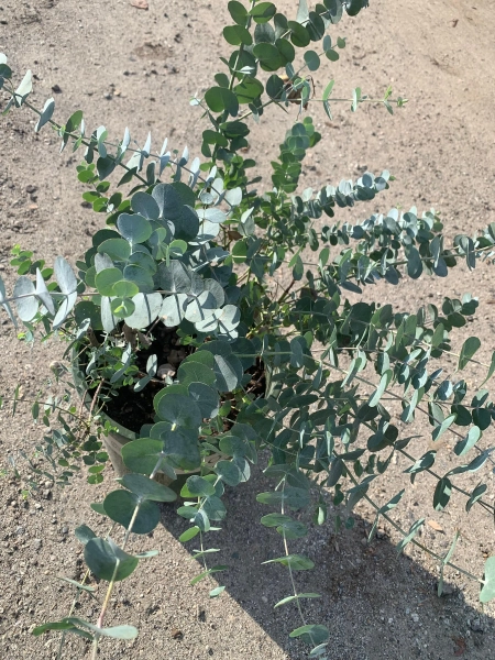 Eucalyptus cinerea (silver dollar)- 1 to 2  feet tall - ship in 6"pot