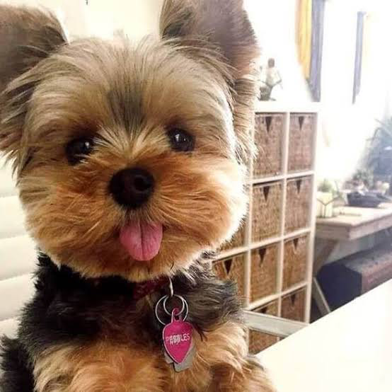Yorkshire Terrier