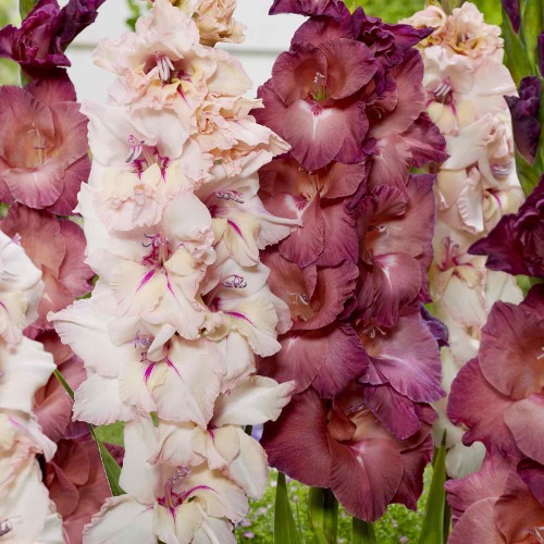 Gladiolus Flower Bulbs - Pink Haze Mix | 100 Bulbs / Spring-Planted | Ships in Spring