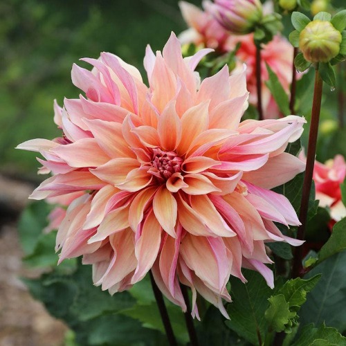 Dahlia Bulbs (Dinnerplate) - Labyrinth | 8 Bulbs / Spring-Planted | Ships in Spring