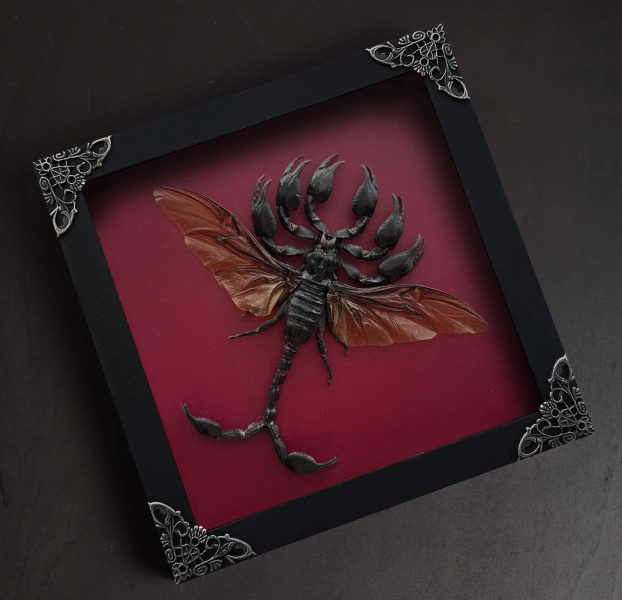 Custom Scorpion Beetle Wings Shadow Box ,Weird Frame Wall Decor, Insect Taxidermy Oddities Curiosities Decor, Black Gothic Art