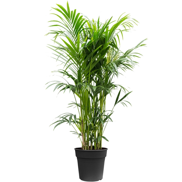 Kentiapalm XXXL