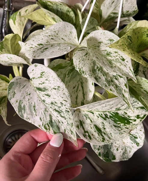 Pothos Marble “Snow” Queen starter plant **(ALL plants require you to purchase ANY 2 plants!)**