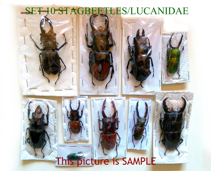 Set of 10 good and large stagbeetles  for beginners to learn how to spread with OR without kit tools for spreading