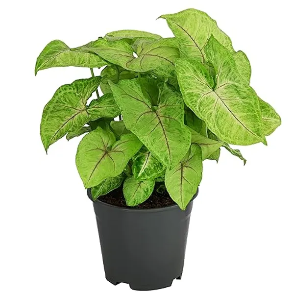 Dehner Purpurtute Golden Feel Green, Syngonium, gelb-grüne Blätter, 25-30 cm, Ø Topf 14 cm, Zimmerpflanze