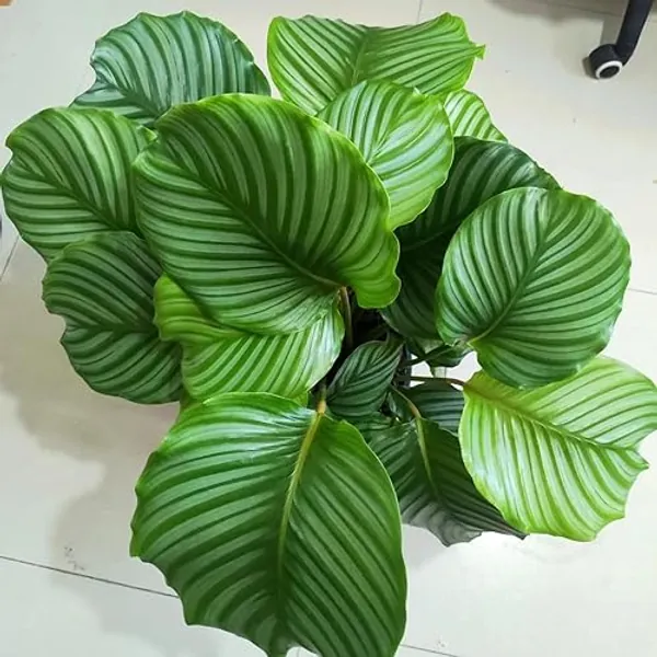 calathea samen - garten, bodendecker samen winterhart zimmerpflanzen samen, winterharte stauden dauerblüher stauden winterhart mehrjährig, winterharte kübelpflanzen balkonpflanzen 30pcs