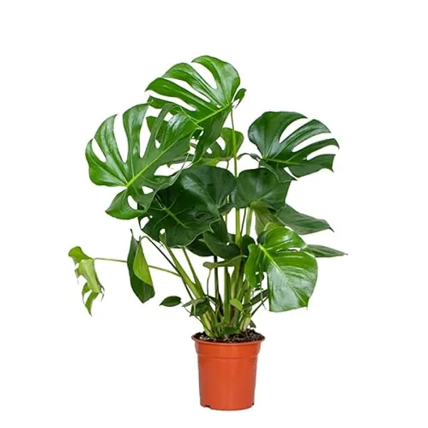 Bloomique - Monstera Deliciosa - Fensterblatt - Zimmerpflanzen - Pflegeleicht - Luftreinigend - Höhe 70-80 cm - Topf 21 cm - 1 - Monstera Deliciosa P21H80