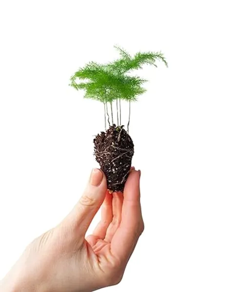 PLNTS - Baby Asparagus Fern - Zimmerpflanze - Echte Pflanzen für Drinnen - 2cm Stecklinge - Höhe 15cm