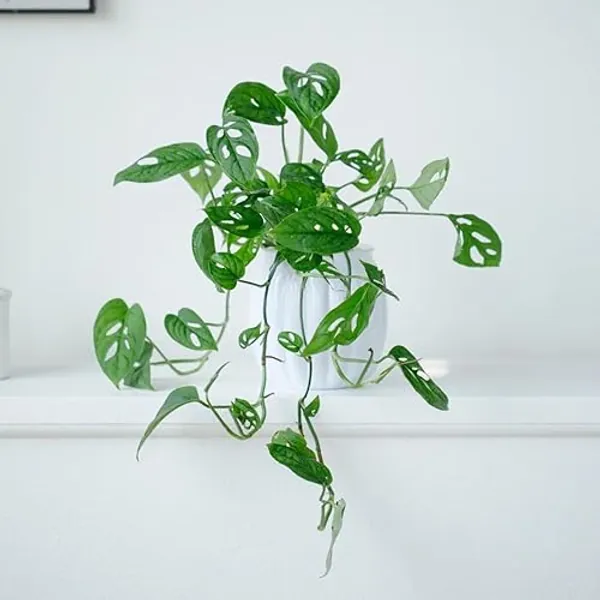 Monstera variegata samen- Monstera samen- zimmerpflanzen groß，blumen garten pflanzen samen，schattenpflanzen winterhart grüne deko，pflanzen winterhart draußen ausgefallene 20pcs