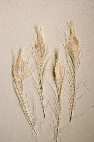 Bleached Peacock Feathers - 13"
