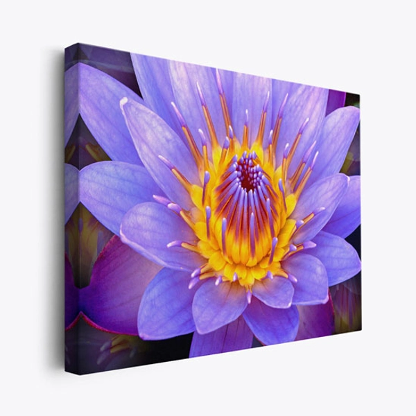 Luminescence - Stunning Waterlily Art