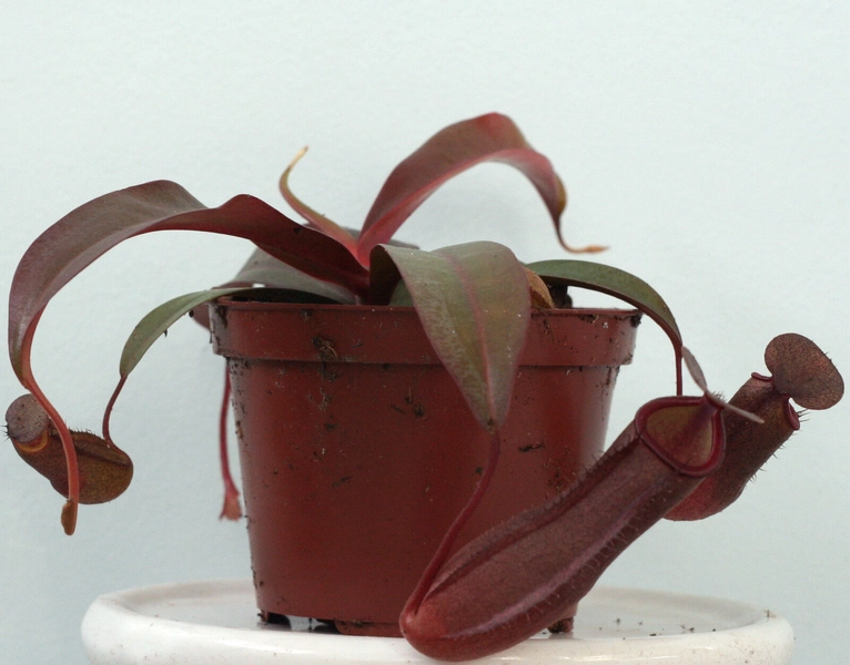 NEPENTHES SANGUINEA (Highland tropical pitcher)live carnivorous plant in 3½" pot