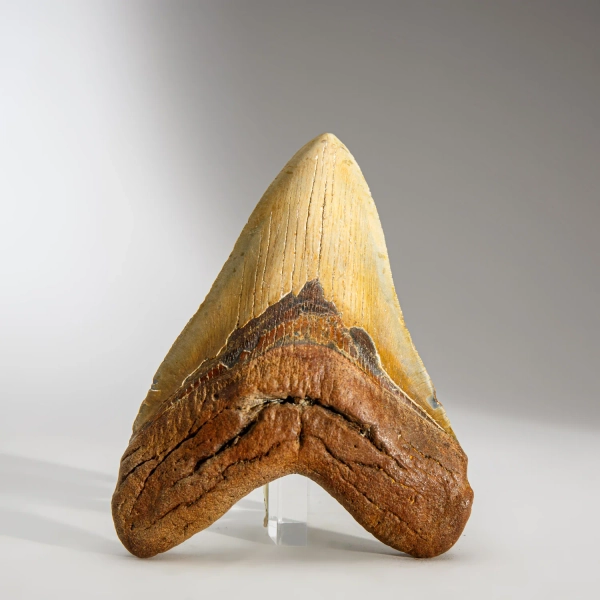 Genuine Megalodon Shark Tooth in Display Box (344.7 grams)